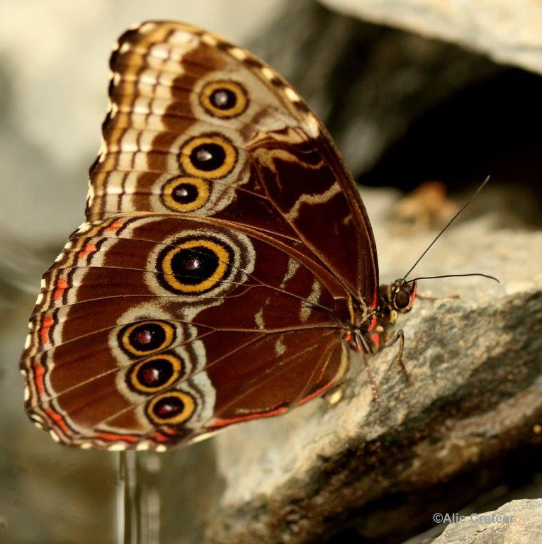 Klein Costa Rica  52.jpg - Costa rica vlindertuin 2015