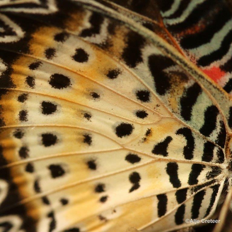 Klein Costa Rica  56.jpg - Costa rica vlindertuin 2015
