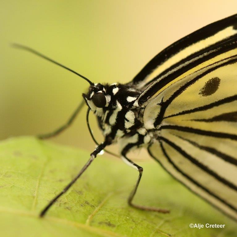 Klein Costa Rica  58.jpg - Costa rica vlindertuin 2015