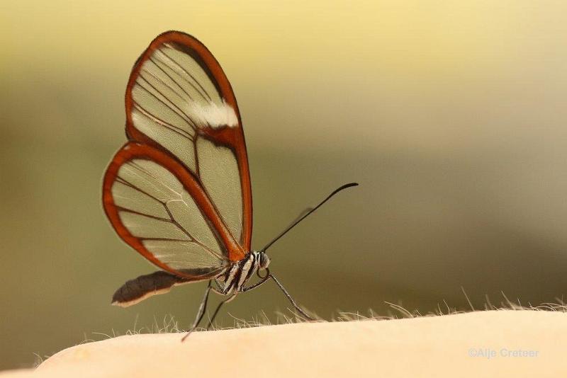 Klein Costa Rica  59.jpg - Costa rica vlindertuin 2015