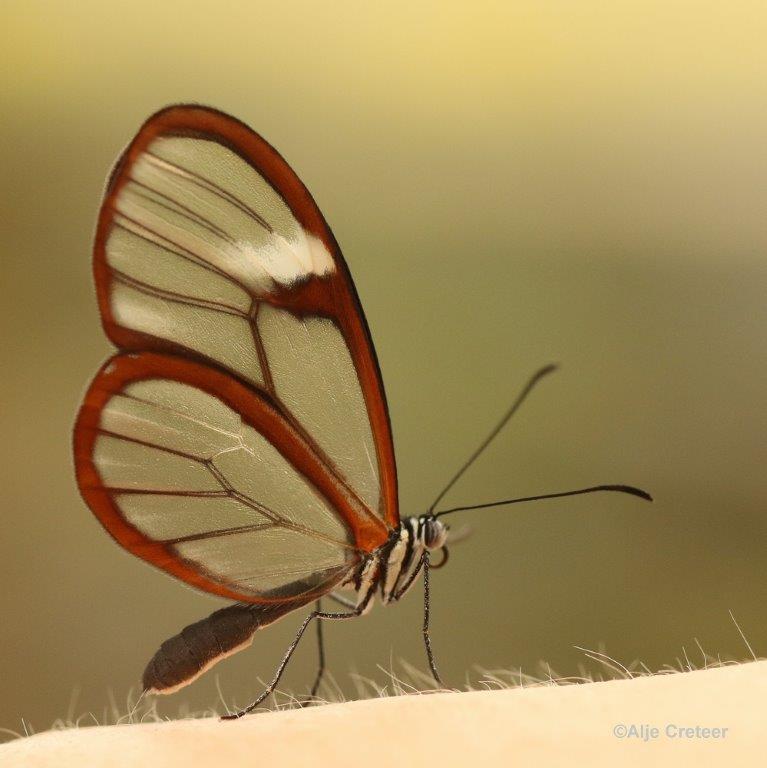 Klein Costa Rica  60.jpg - Costa rica vlindertuin 2015