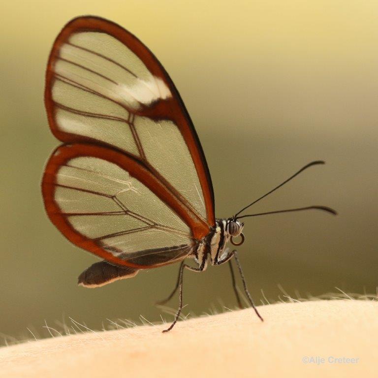 Klein Costa Rica  61.jpg - Costa rica vlindertuin 2015