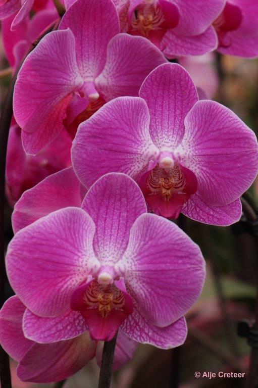 Orchidee  13.jpg - Orchidee 2017
