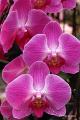Orchidee  04