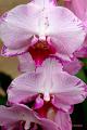Orchidee  111