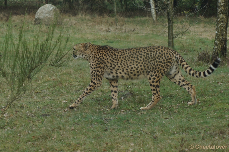 DSC04413.JPG - Safaripark Beekse Bergen Cheeta's 12 april 2012