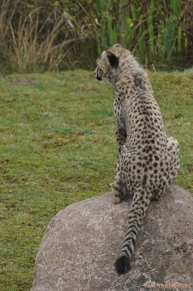 DSC04425.JPG - Safaripark Beekse Bergen Cheeta's 12 april 2012
