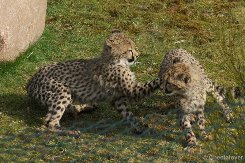 DSC04441.JPG - Safaripark Beekse Bergen Cheeta's 12 april 2012