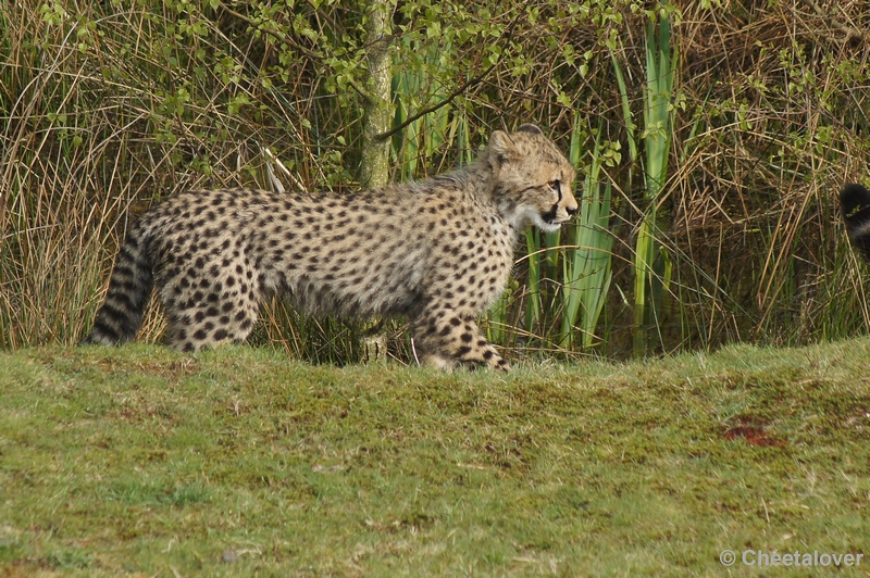 DSC04497.JPG - Safaripark Beekse Bergen Cheeta's 12 april 2012