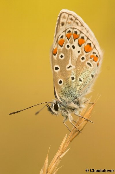 DSC08442.JPG - Icarusblauwtje