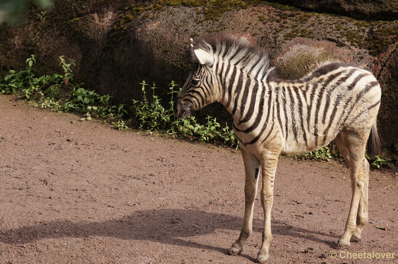 DSC01146.JPG - Damara Zebra