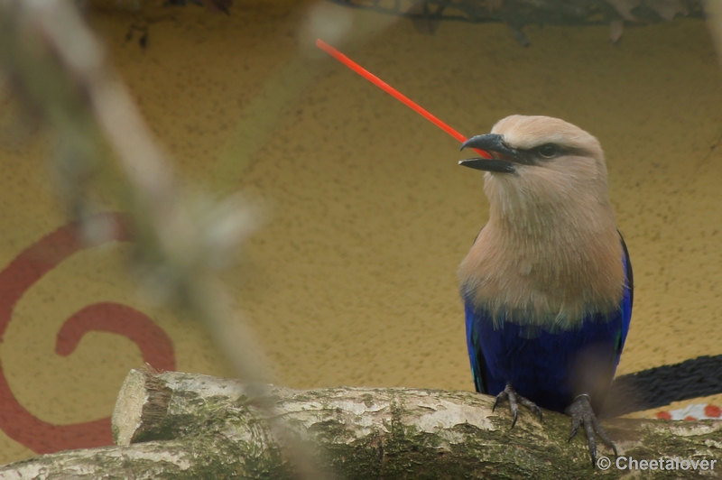 DSC01737.JPG - Safaripark Beekse Bergen 4 maart 2012