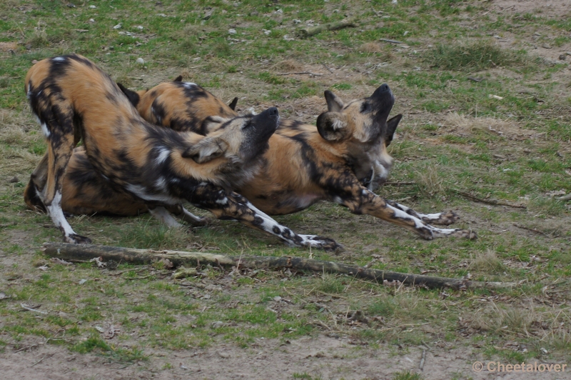 DSC01842.JPG - Safaripark Beekse Bergen 4 maart 2012