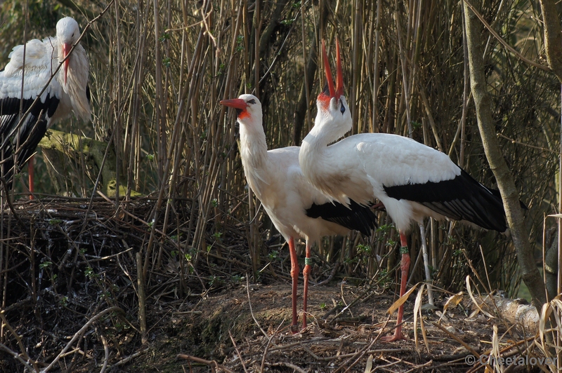 DSC03490.JPG - Zoo Parc Overloon 15 maart 2012