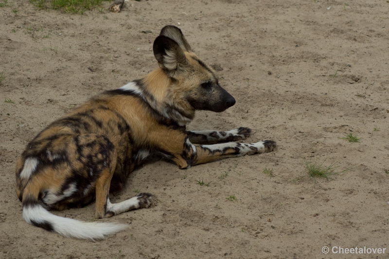 DSC06571.JPG - Afrikaanse Wilde Hond