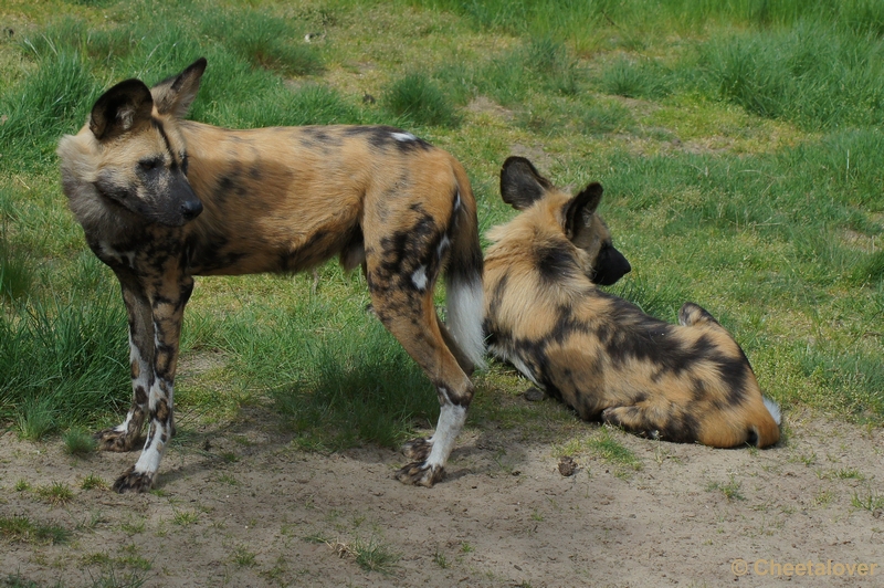 DSC06580.JPG - Afrikaanse Wilde Hond