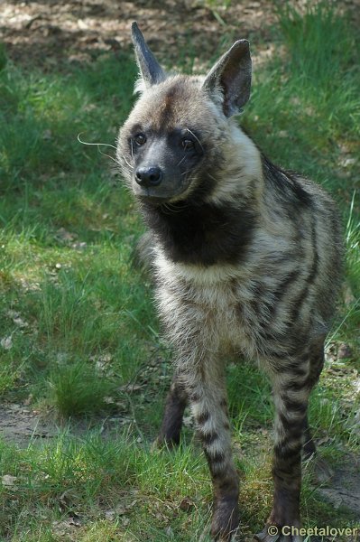 DSC06589.JPG - Gestreepte Hyena