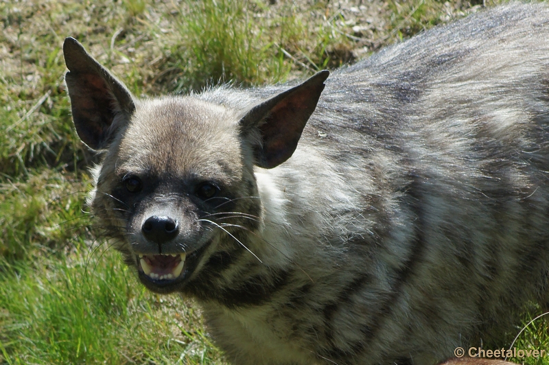 DSC06599.JPG - Gestreepte Hyena