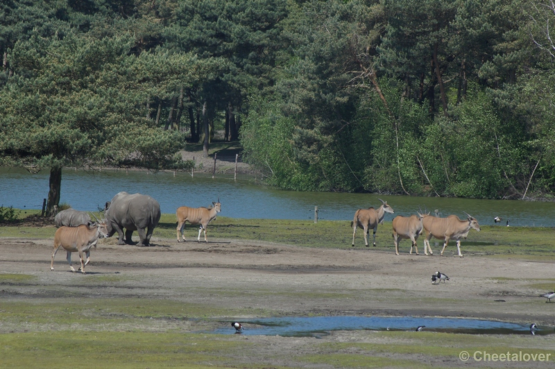 DSC06669.JPG - Breedlipneushoorn en Elandantilope