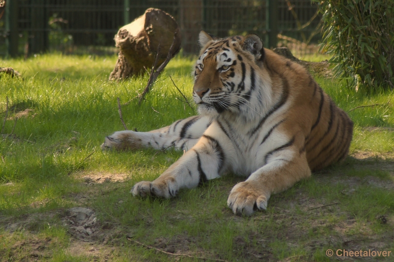 DSC06691.JPG - Siberische Tijger