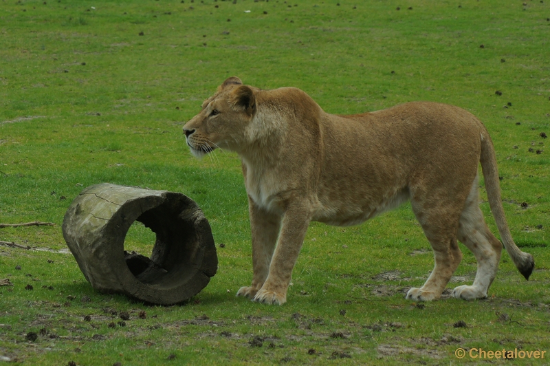 DSC06888.JPG - Afrikaanse Leeuw