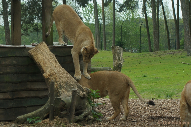 DSC06908.JPG - Afrikaanse Leeuw
