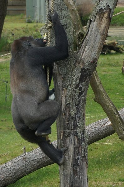 DSC06926.JPG - Gorilla