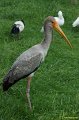 DSC07005