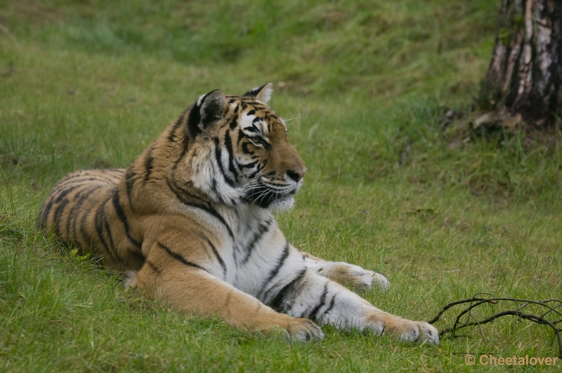 _DSC4531.JPG - Safaripark Beekse Bergen