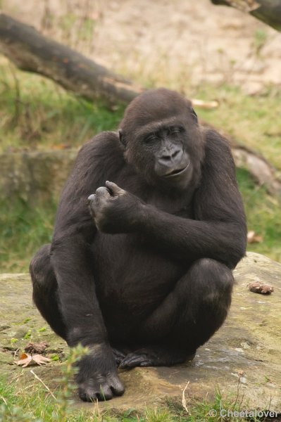 _DSC3436.JPG - Gorilla