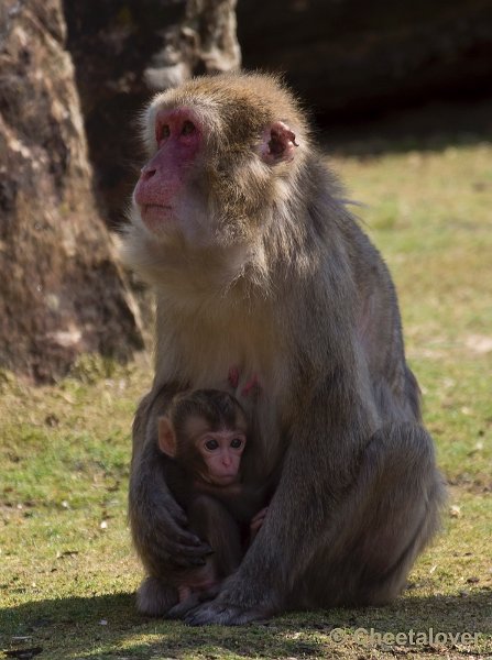 _DSC1587.JPG - Dierenpark Amersfoort