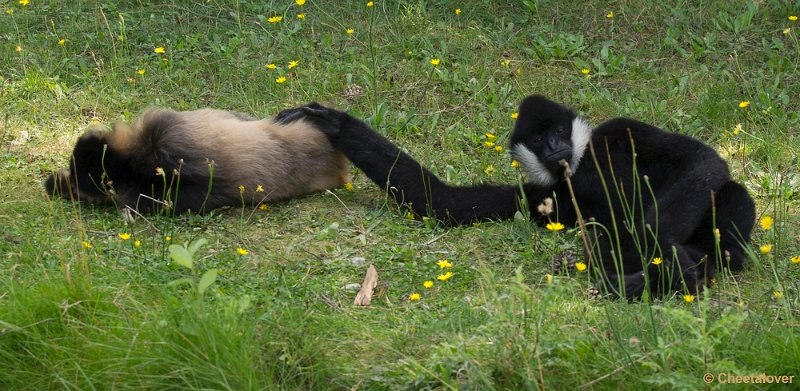 _DSC0670.JPG - Safaripark Beekse Bergen
