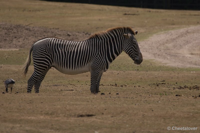 _DSC0718.JPG - Safaripark Beekse Bergen