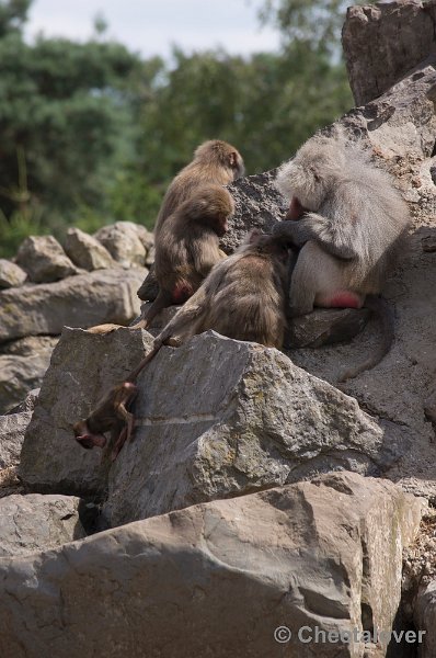 _DSC0724.JPG - Safaripark Beekse Bergen