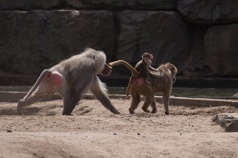 _DSC0764.JPG - Safaripark Beekse Bergen