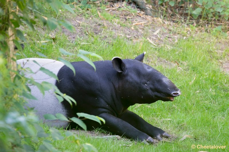 _DSC0087.JPG - Zoo Parc Overloon