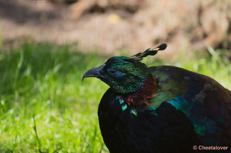 _DSC0105.JPG - Zoo Parc Overloon