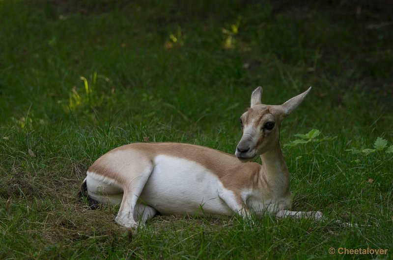 _DSC0108.JPG - Zoo Parc Overloon