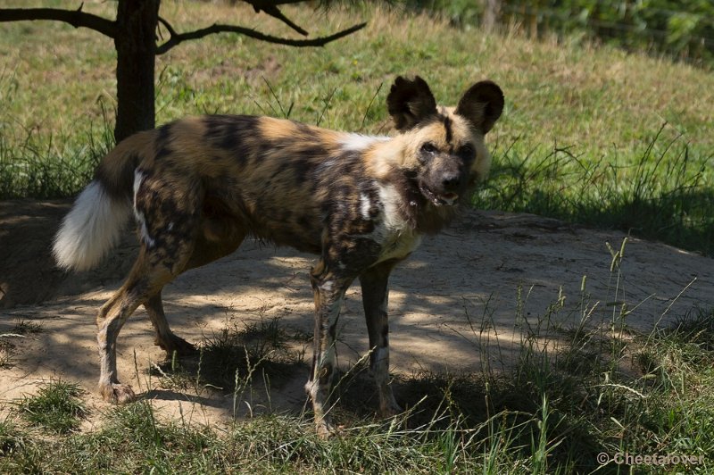 _DSC0162.JPG - Zoo Parc Overloon