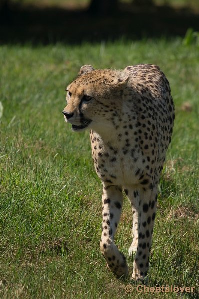 _DSC0254.JPG - Zoo Parc Overloon