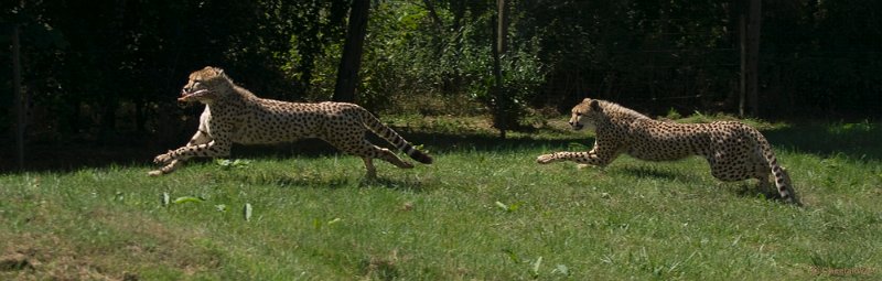_DSC0286.JPG - Zoo Parc Overloon