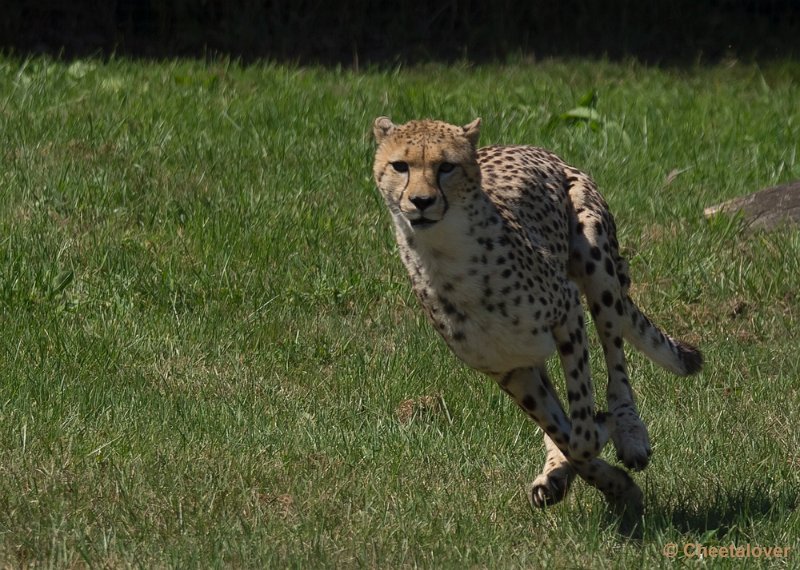 _DSC0296.JPG - Zoo Parc Overloon