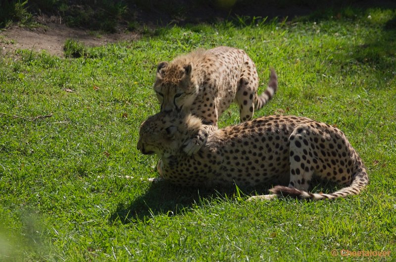 _DSC0305.JPG - Zoo Parc Overloon