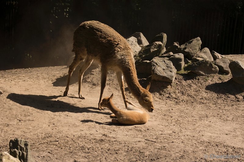 _DSC0489.JPG - Zoo Parc Overloon