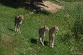 _DSC0194