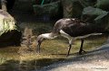 _DSC0483