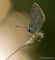 _DSC2371
