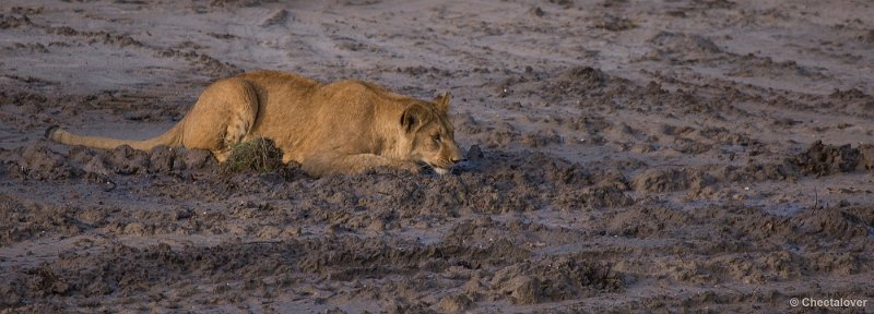 _DSC5996.JPG - Safaripark Beekse Bergen