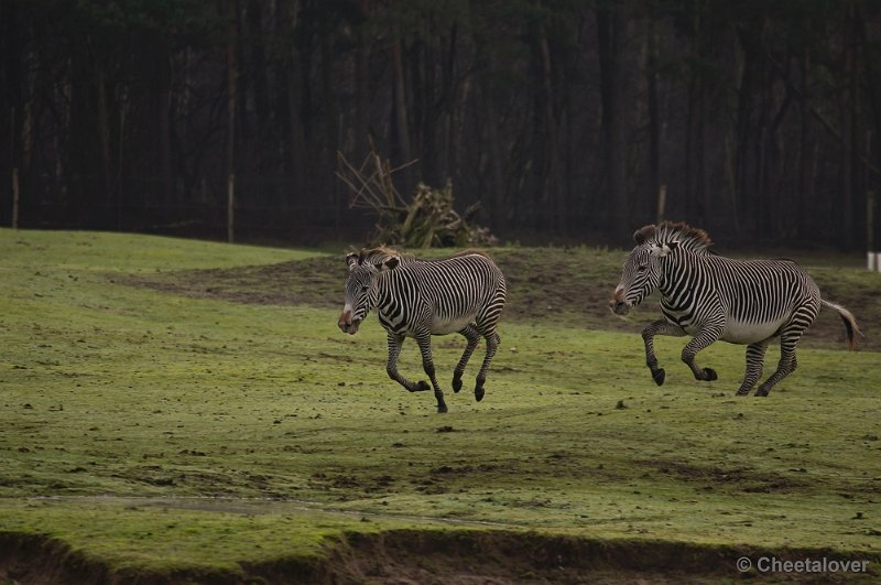 _DSC6186.JPG - Safaripark Beekse Bergen