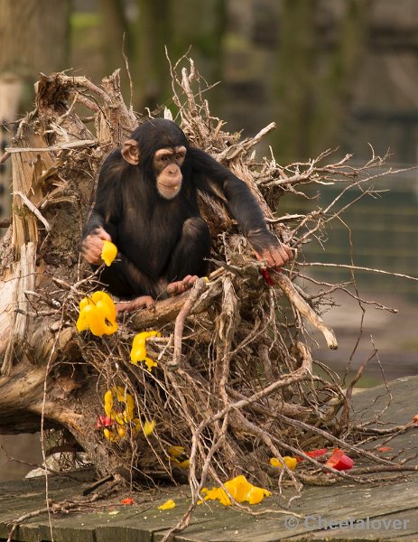 _DSC6465.JPG - Kerdiner voor de Chimpansees